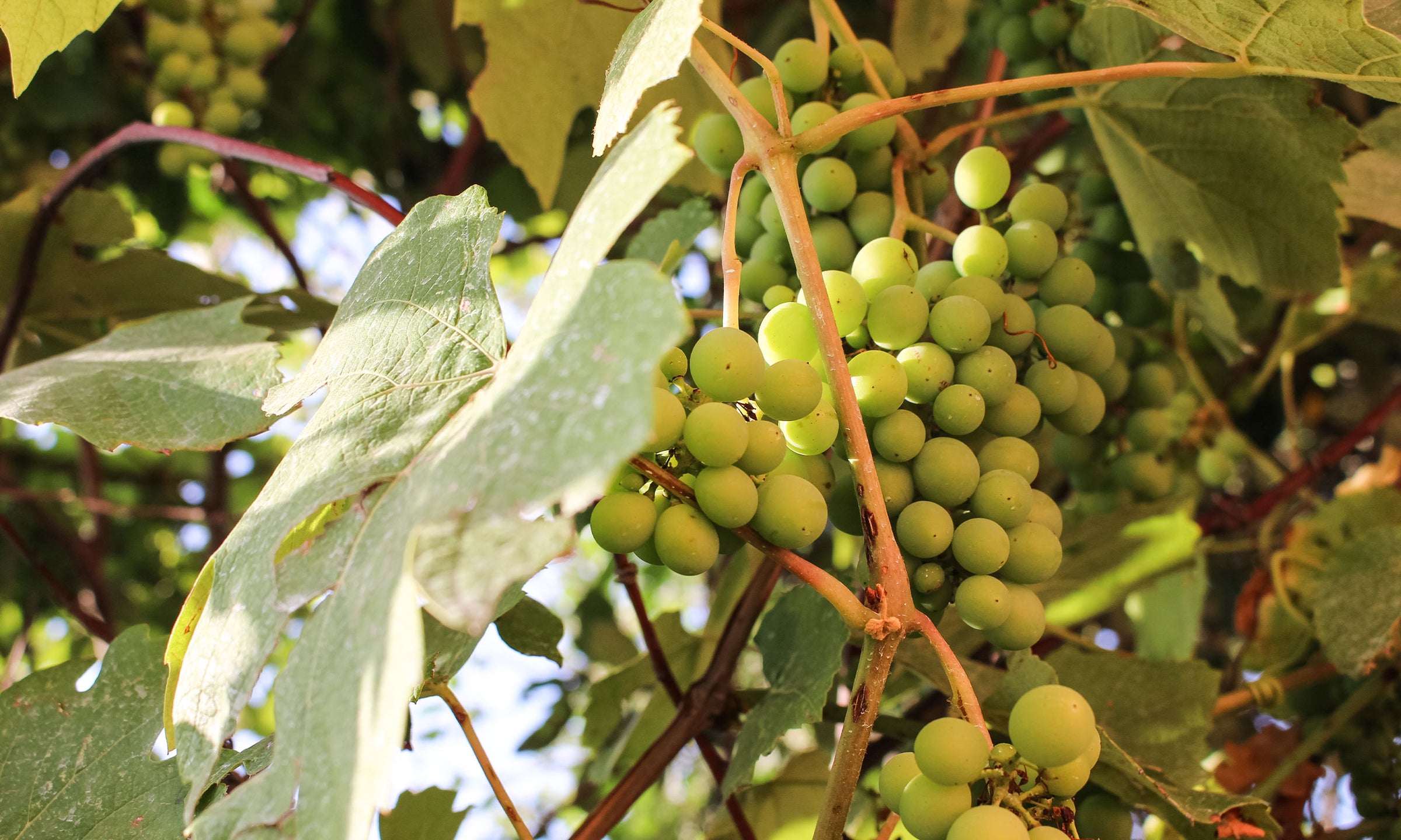 Jumilla