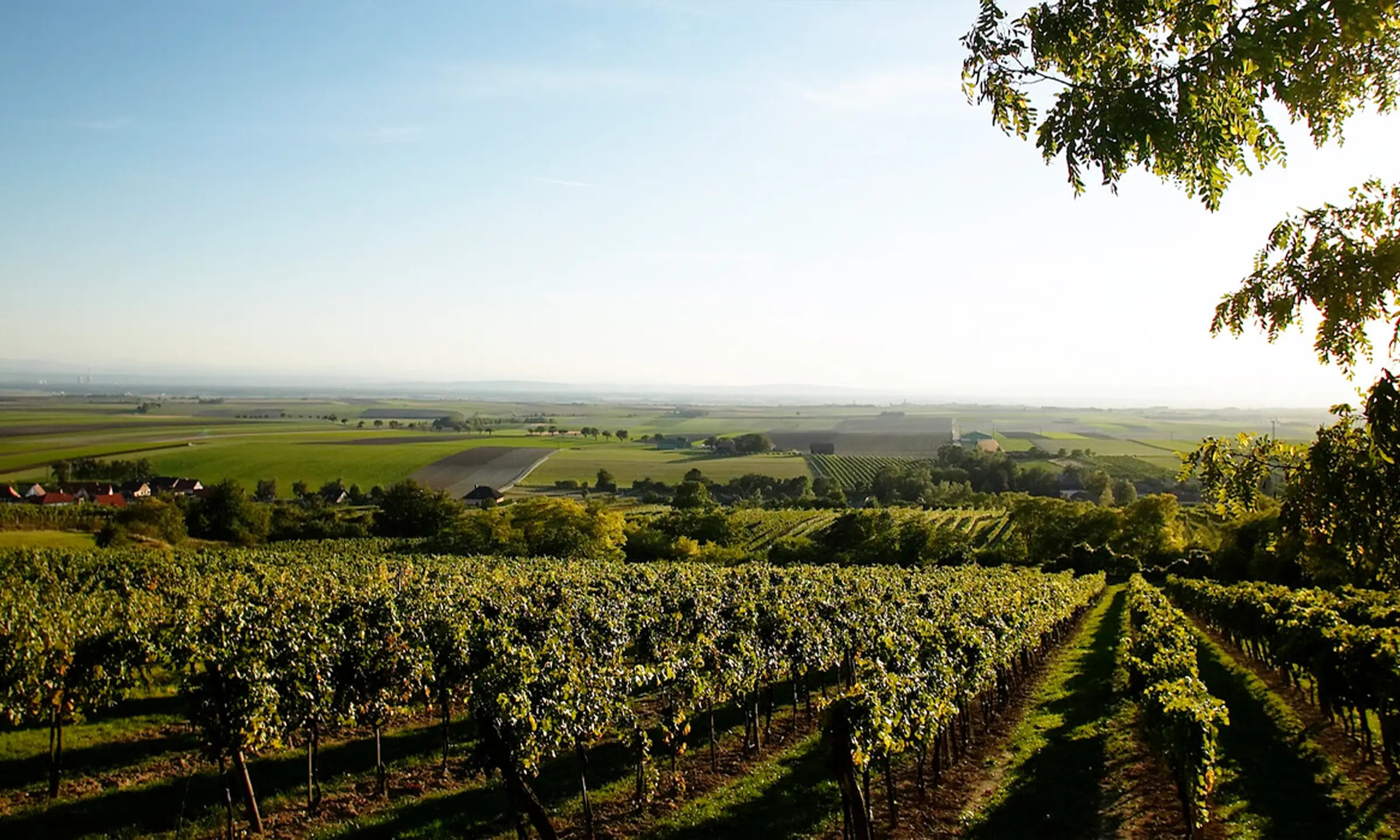 Weingut Urbanihof