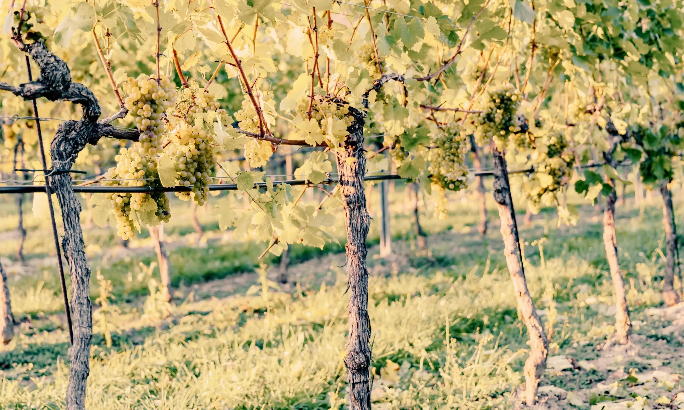 Das Bild präsentiert malerische österreichische Landschaften und dient als einladender Header für Hennings Weinwelt Weinshop.