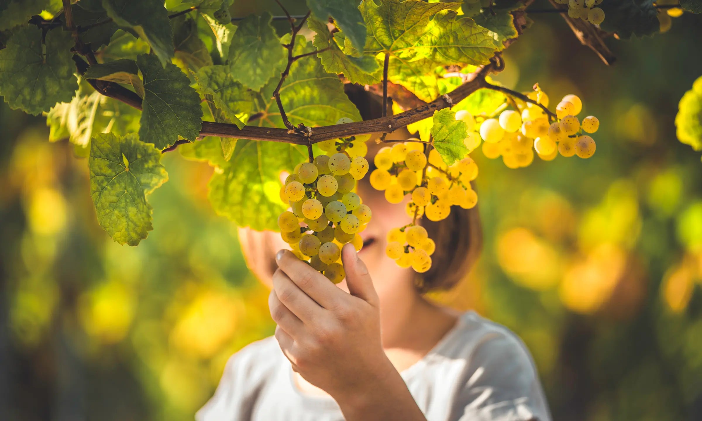 Weingut Genheimer Kiltz